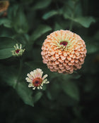 Zinnia 'Queeny Lime Orange'