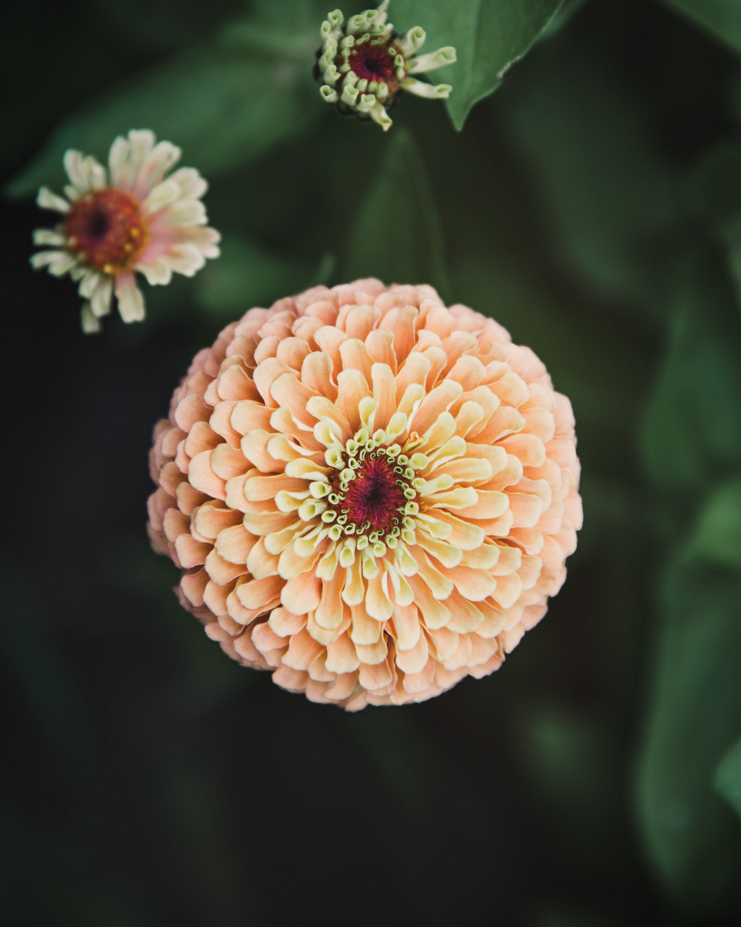 Zinnia 'Queeny Lime Orange'