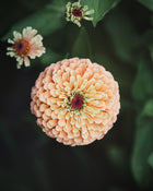 Zinnia 'Queeny Lime Orange'