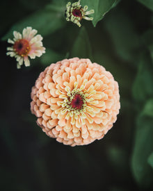 Zinnia 'Queeny Lime Orange'