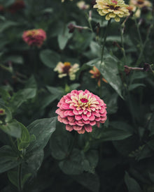 Zinnia 'Queeny Lime Red'