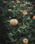 Zinnia 'Queeny Lime Orange'