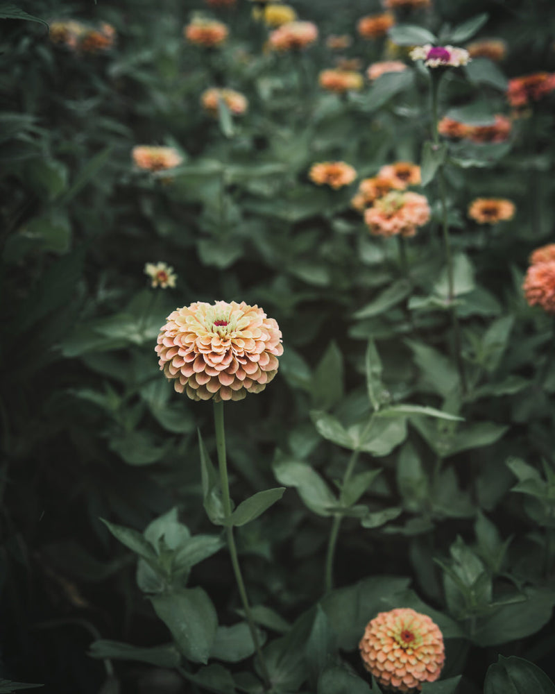 Zinnia 'Queeny Lime Orange'