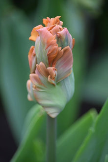 Tulip 'Amazing Parrot'