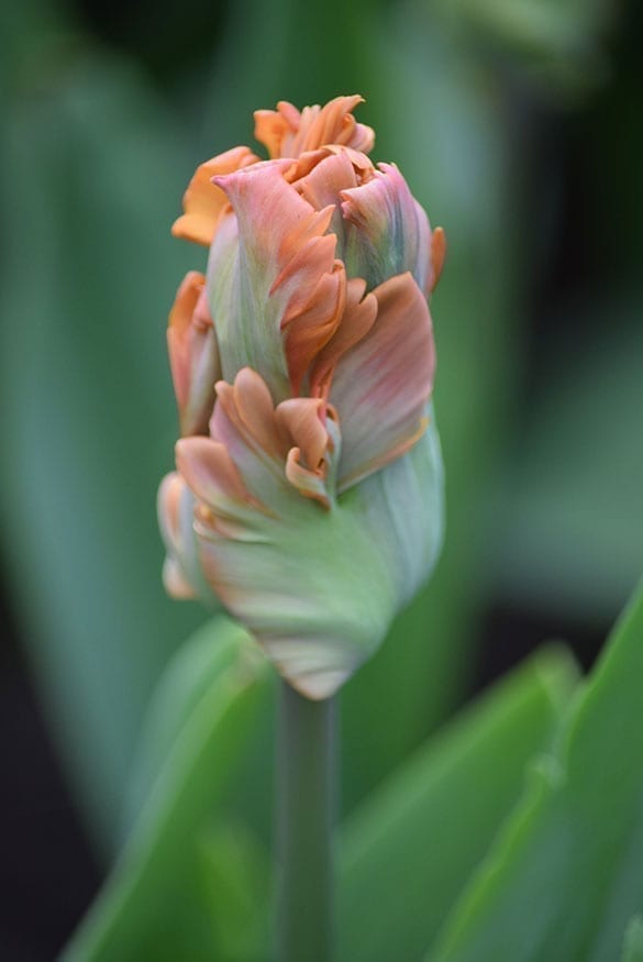 Tulip 'Amazing Parrot'