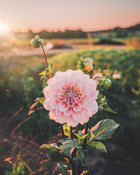 Dahlia Tuber Sale Sweet Nathalie