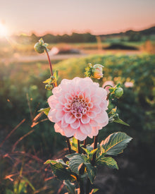 Dahlia Tuber Sale Sweet Nathalie