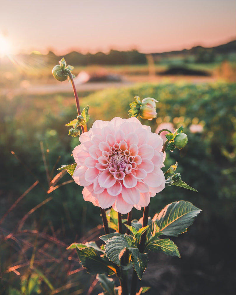 Dahlia Tuber Sale Sweet Nathalie