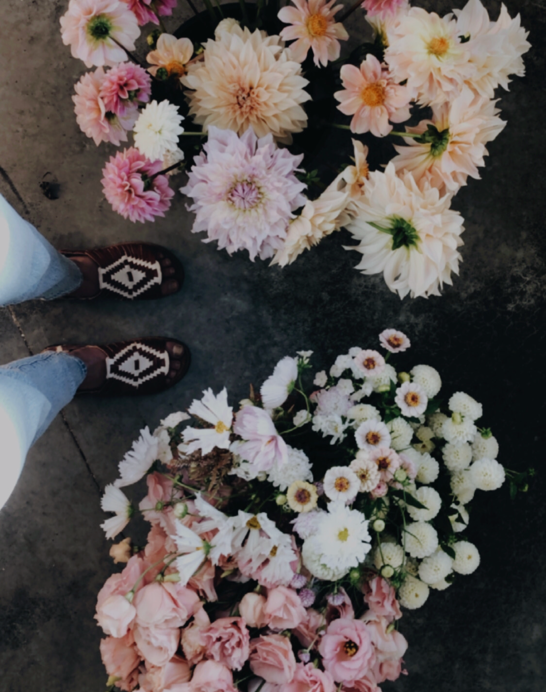 Dahlia Tuber Sale Shiloh Noelle Cafe Au Lait Small World