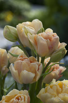 Tulip 'Charming Beauty'