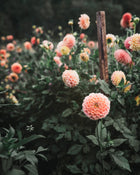 Dahlia Tuber Sale Crichton Honey