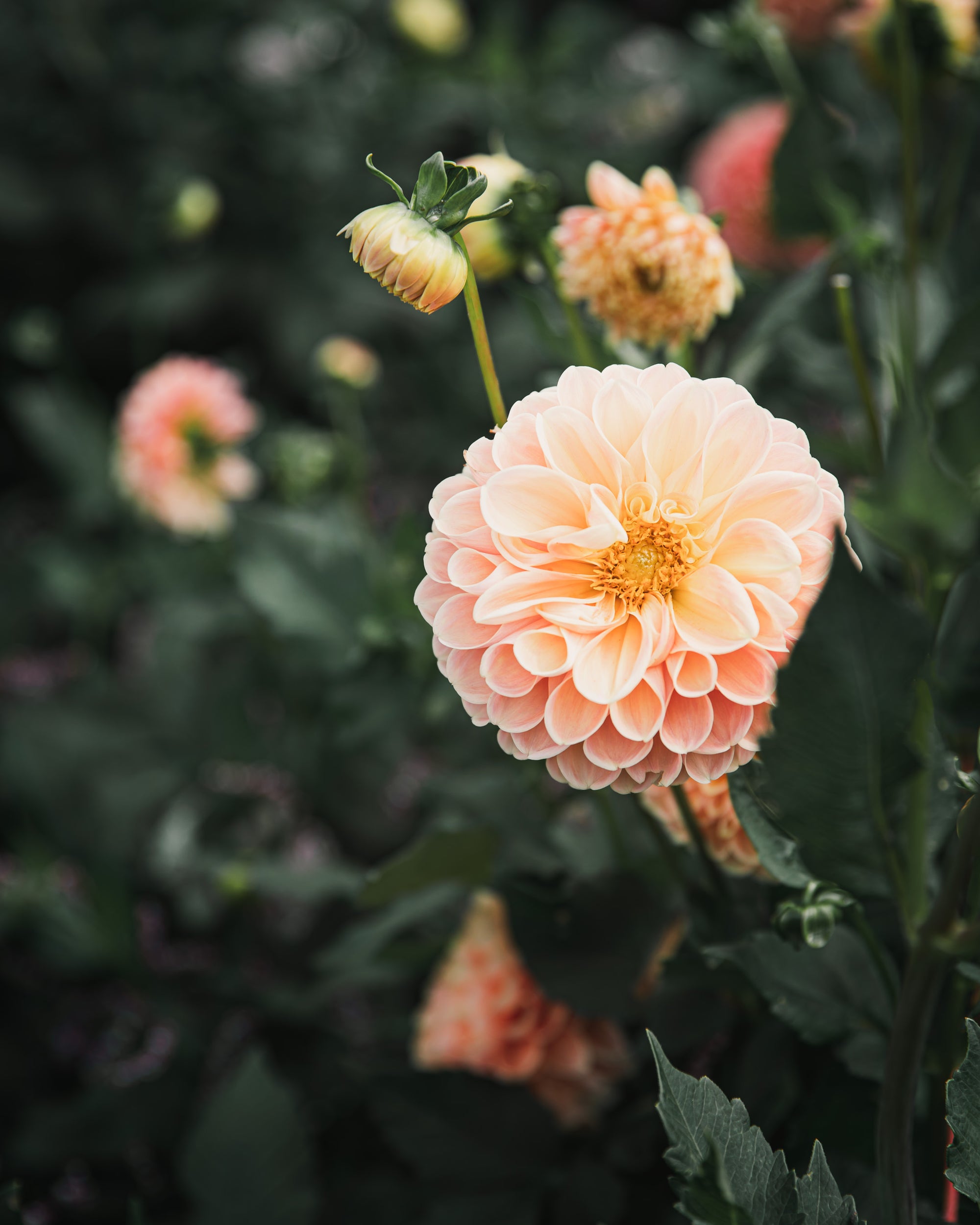 Dahlia Tuber Sale Crichton Honey