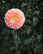 Dahlia Tuber Sale Crichton Honey