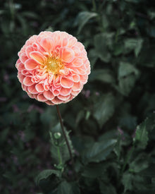 Dahlia Tuber Sale Crichton Honey