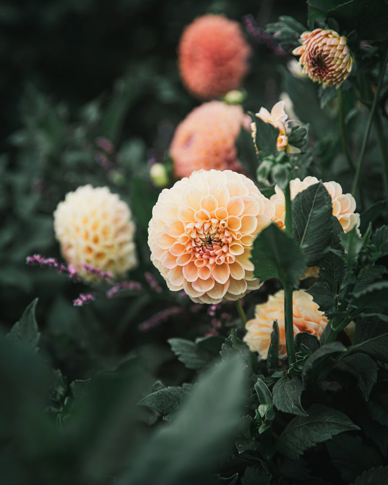 Dahlia Tuber Sale Crichton Honey