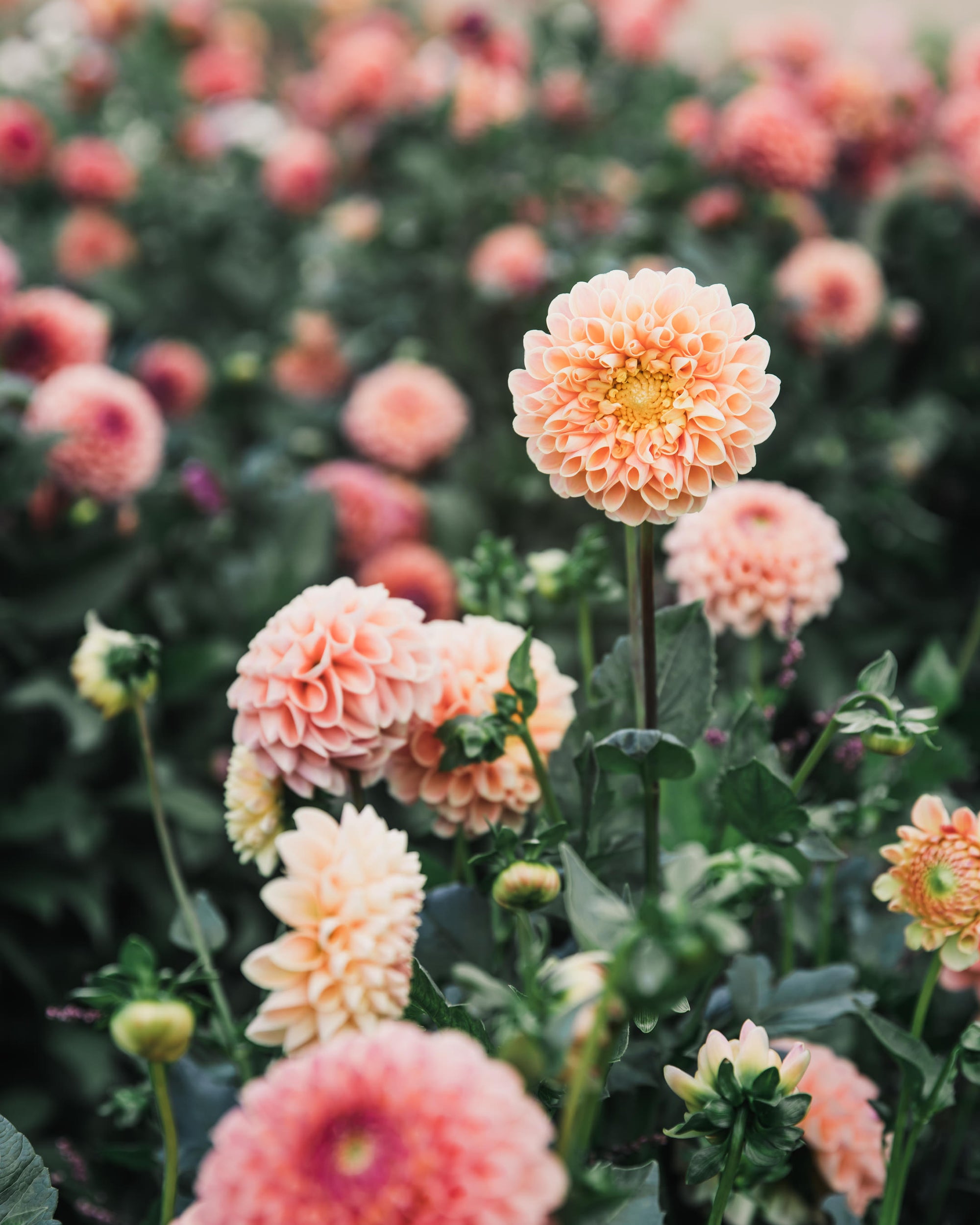 Dahlia Tuber Sale Crichton Honey