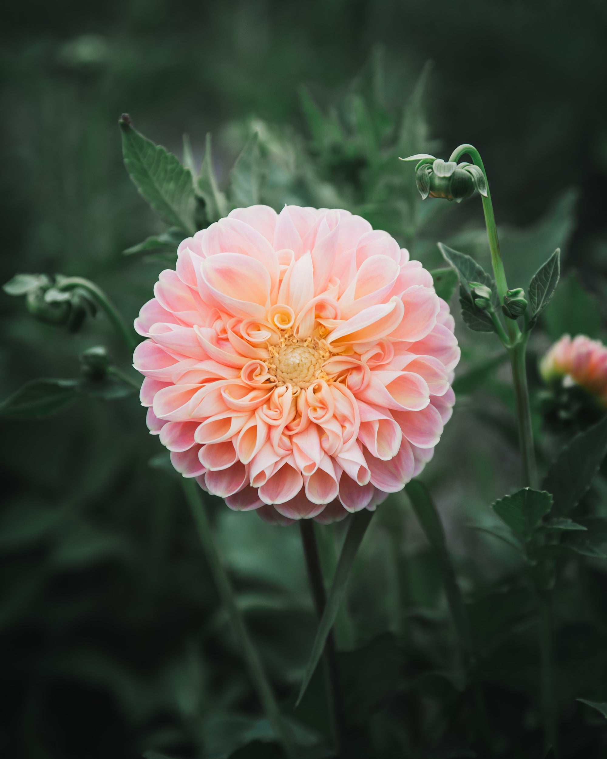 Dahlia Tuber Sale Crichton Honey