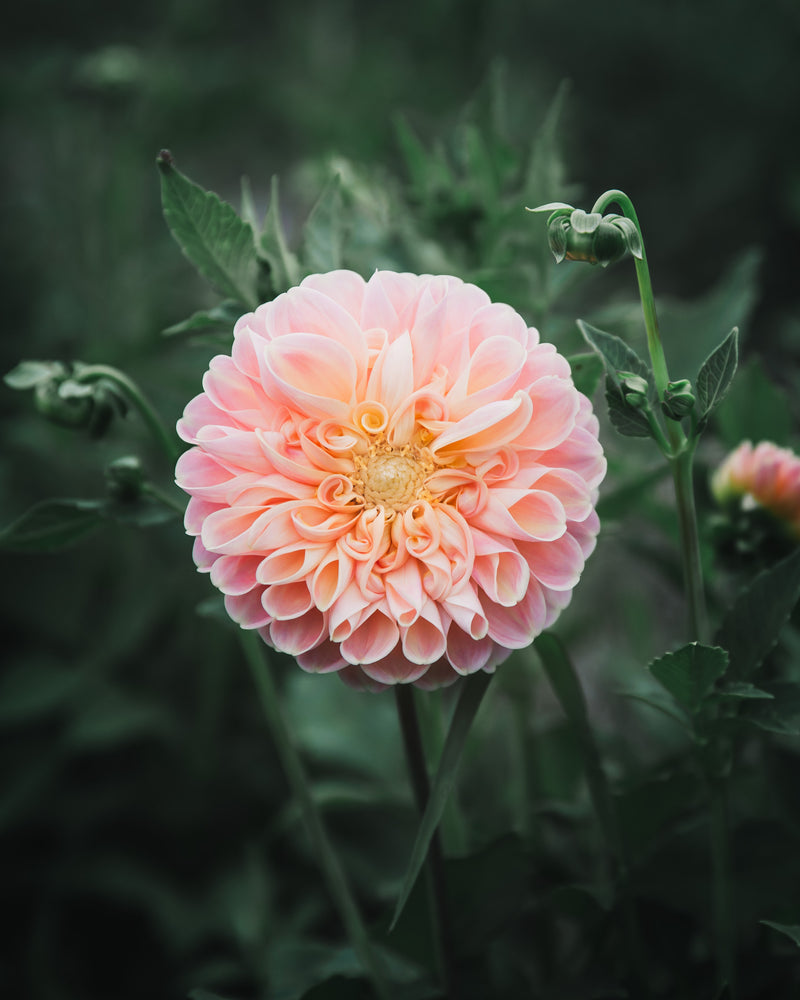 Dahlia Tuber Sale Crichton Honey