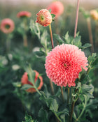 Dahlia Tuber Sale Jowey Linda