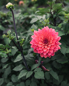 Dahlia Tuber Sale American Dawn