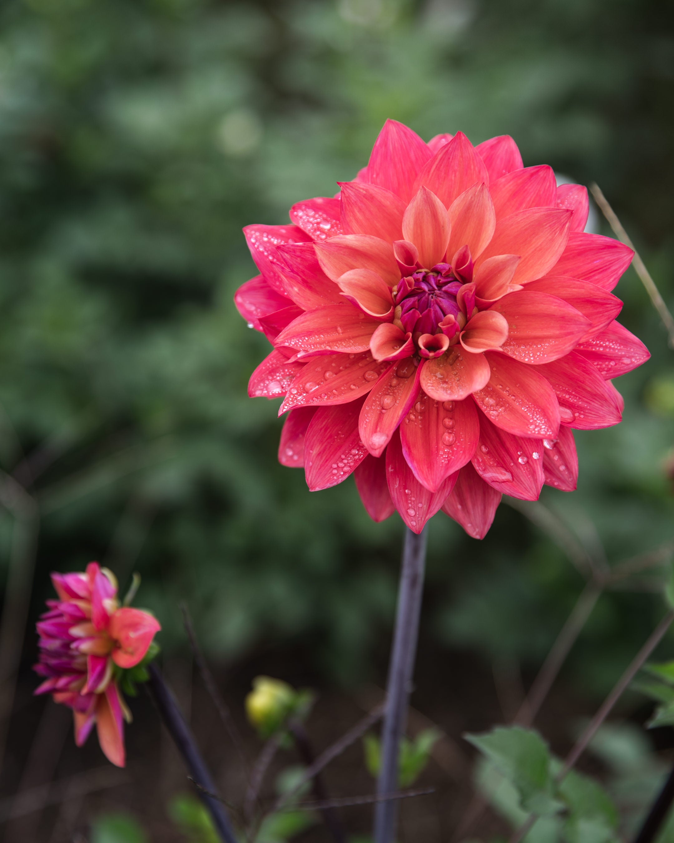 Dahlia Tuber Sale American Dawn
