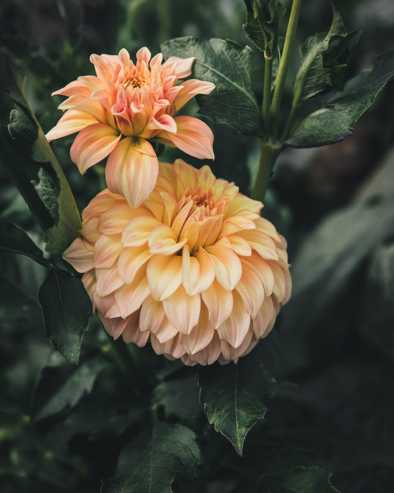 Dahlia Tuber Sale Bracken Sarah