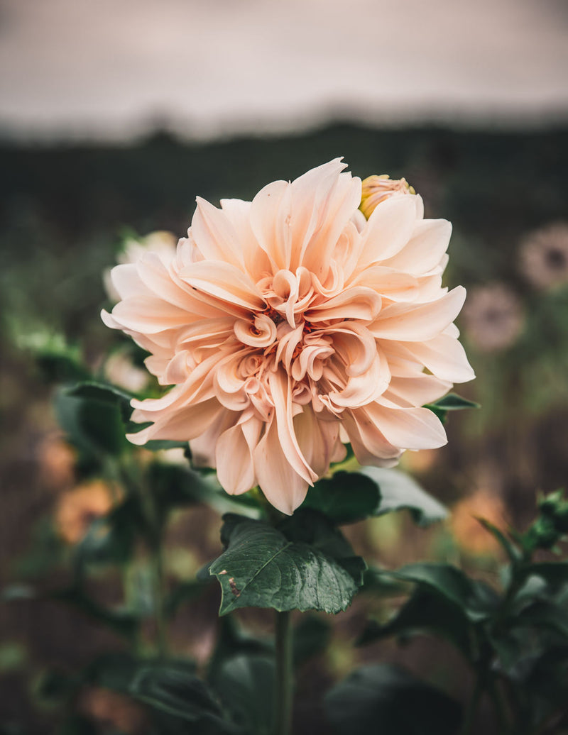 Dahlia Café Au Lait