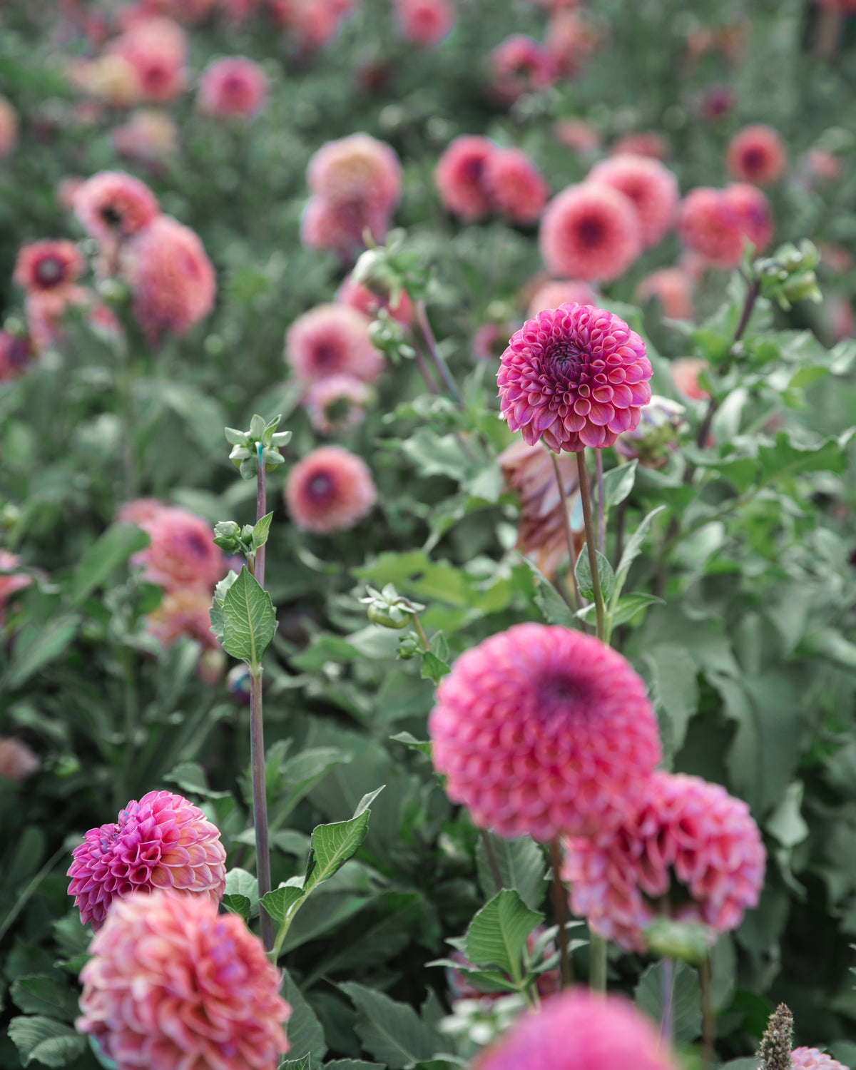 Dahlia Tuber Sale Caitlin's Joy