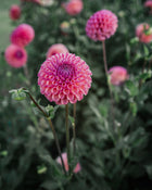 Dahlia Tuber Sale Caitlin's Joy