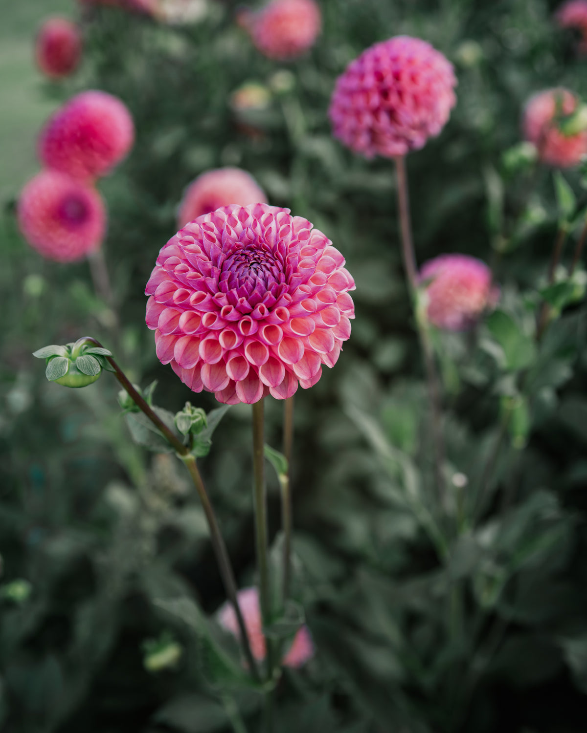 Dahlia Tuber Sale Caitlin's Joy