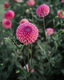 Dahlia Tuber Sale Caitlin's Joy