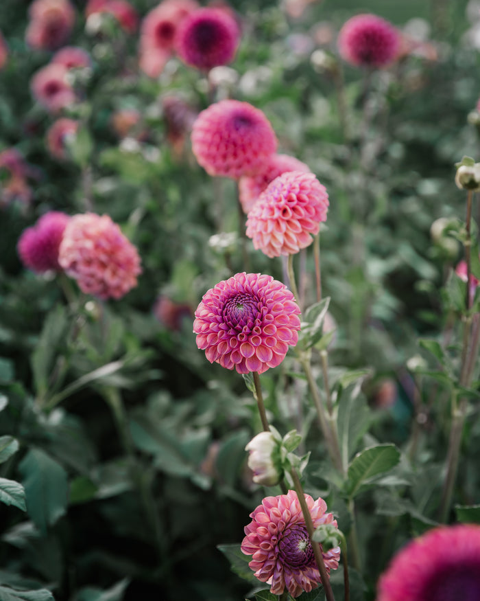 Dahlia Tuber Sale Caitlin's Joy