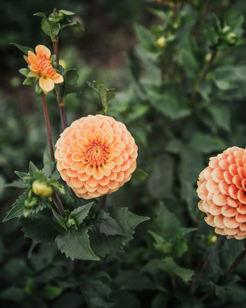 Dahlia Tuber Camano Buz