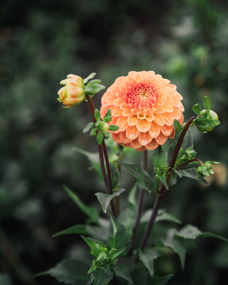 Dahlia Tuber Camano Buz