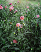 Dahlia Tuber Sale Chewy
