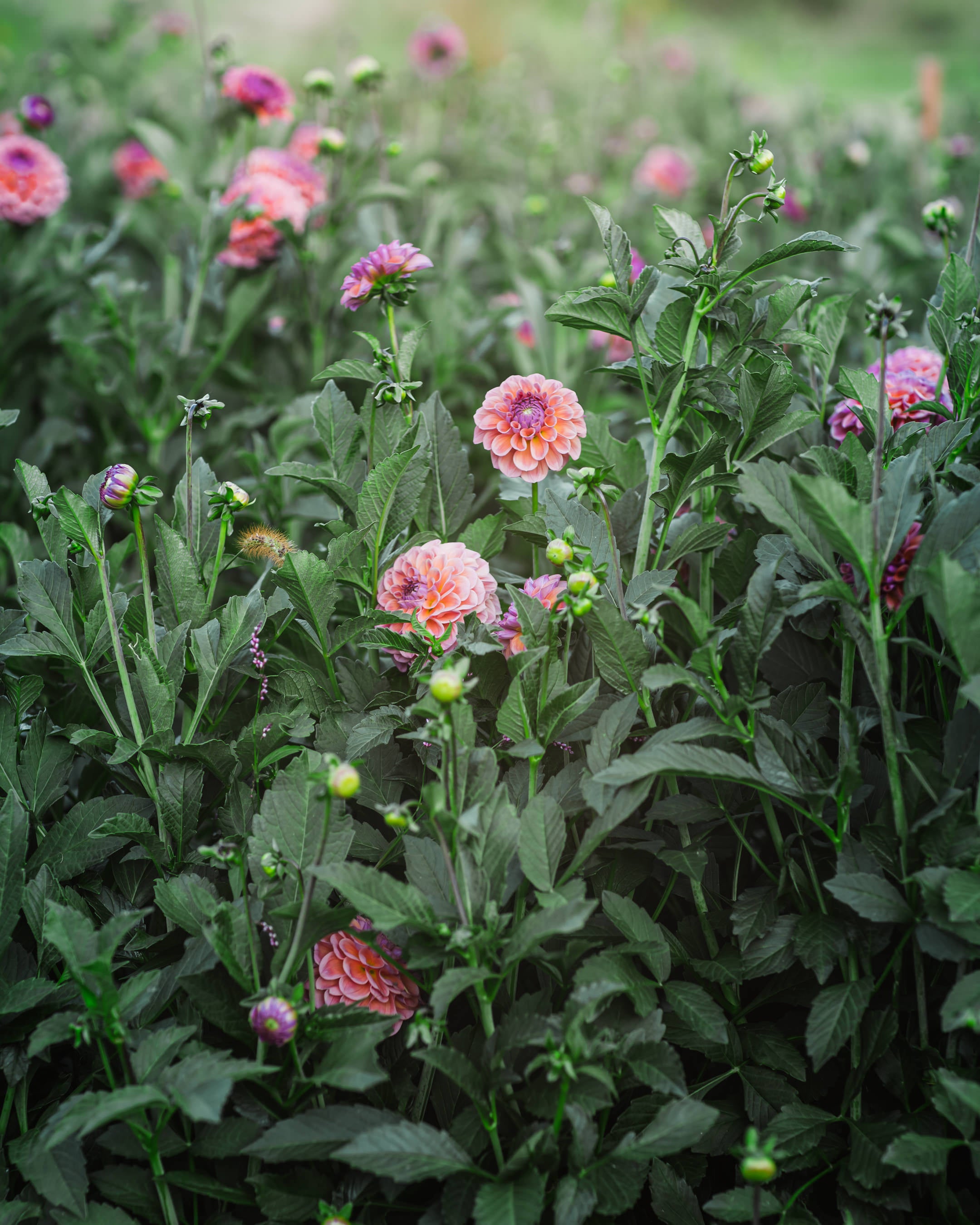 Dahlia Tuber Sale Chewy