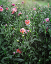 Dahlia Tuber Sale Chewy
