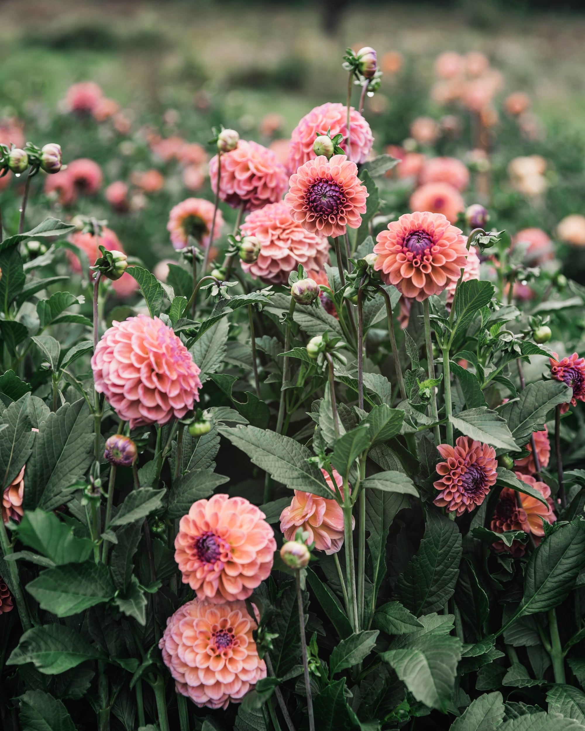 Dahlia Tuber Sale Chewy
