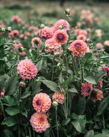 Dahlia Tuber Sale Chewy