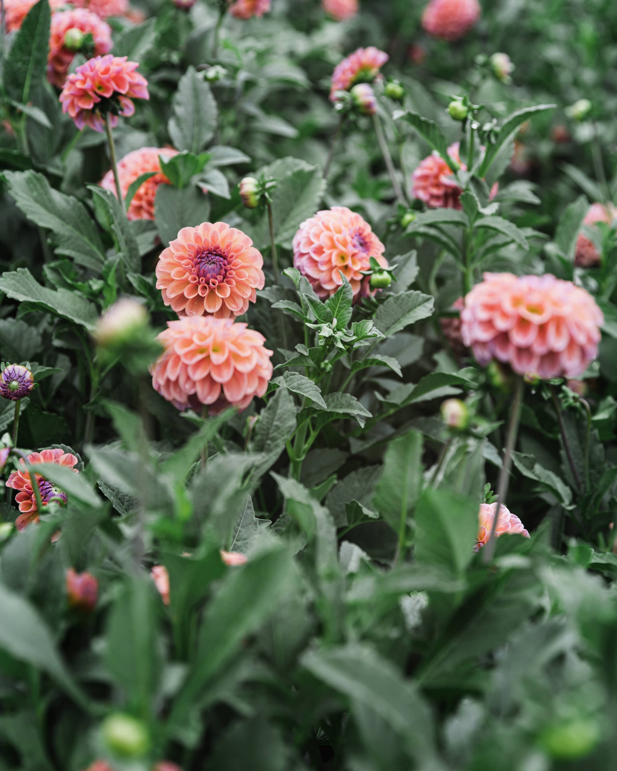 Dahlia Tuber Sale Chewy