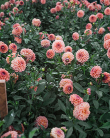 Dahlia Tuber Sale Chewy