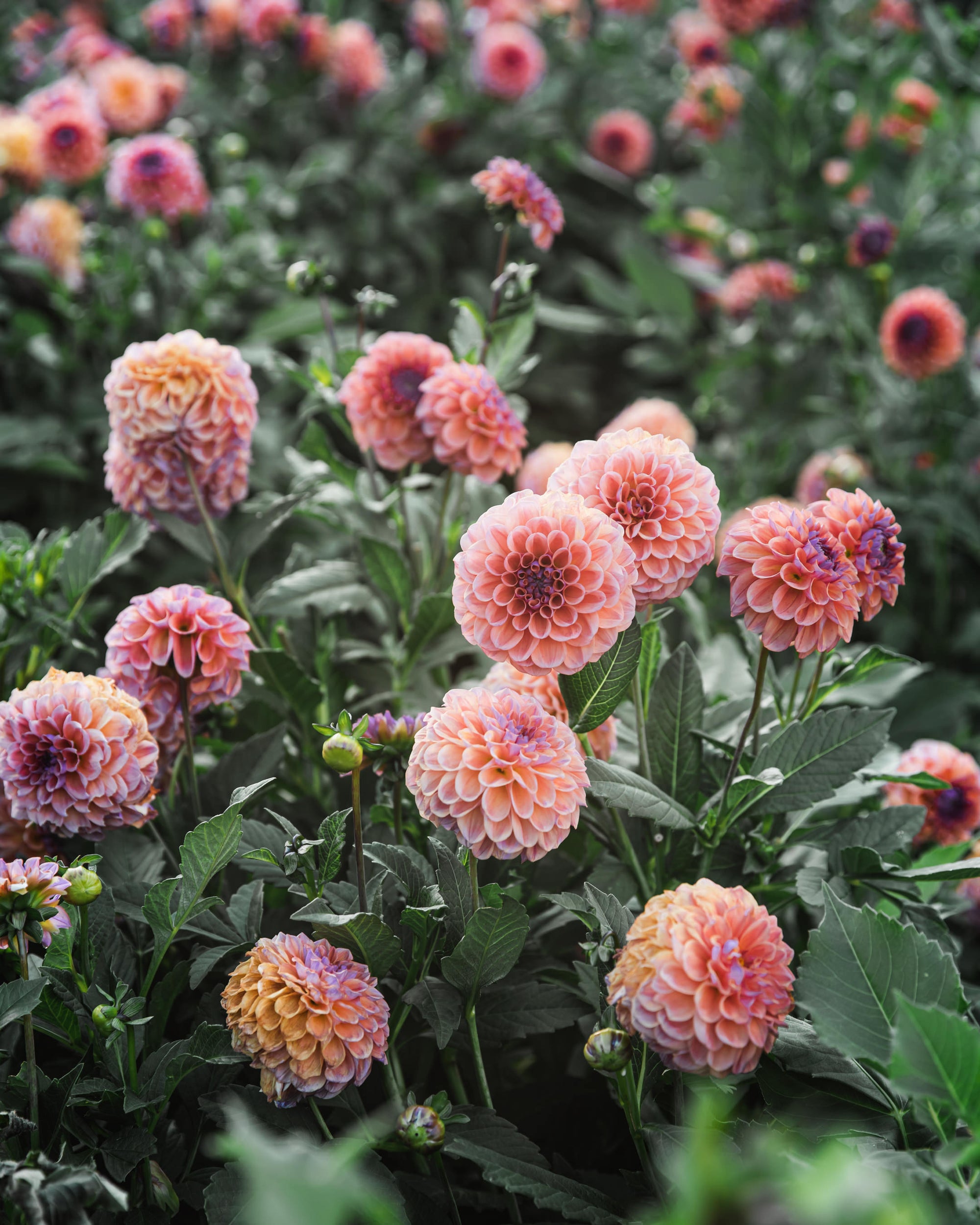 Dahlia Tuber Sale Chewy