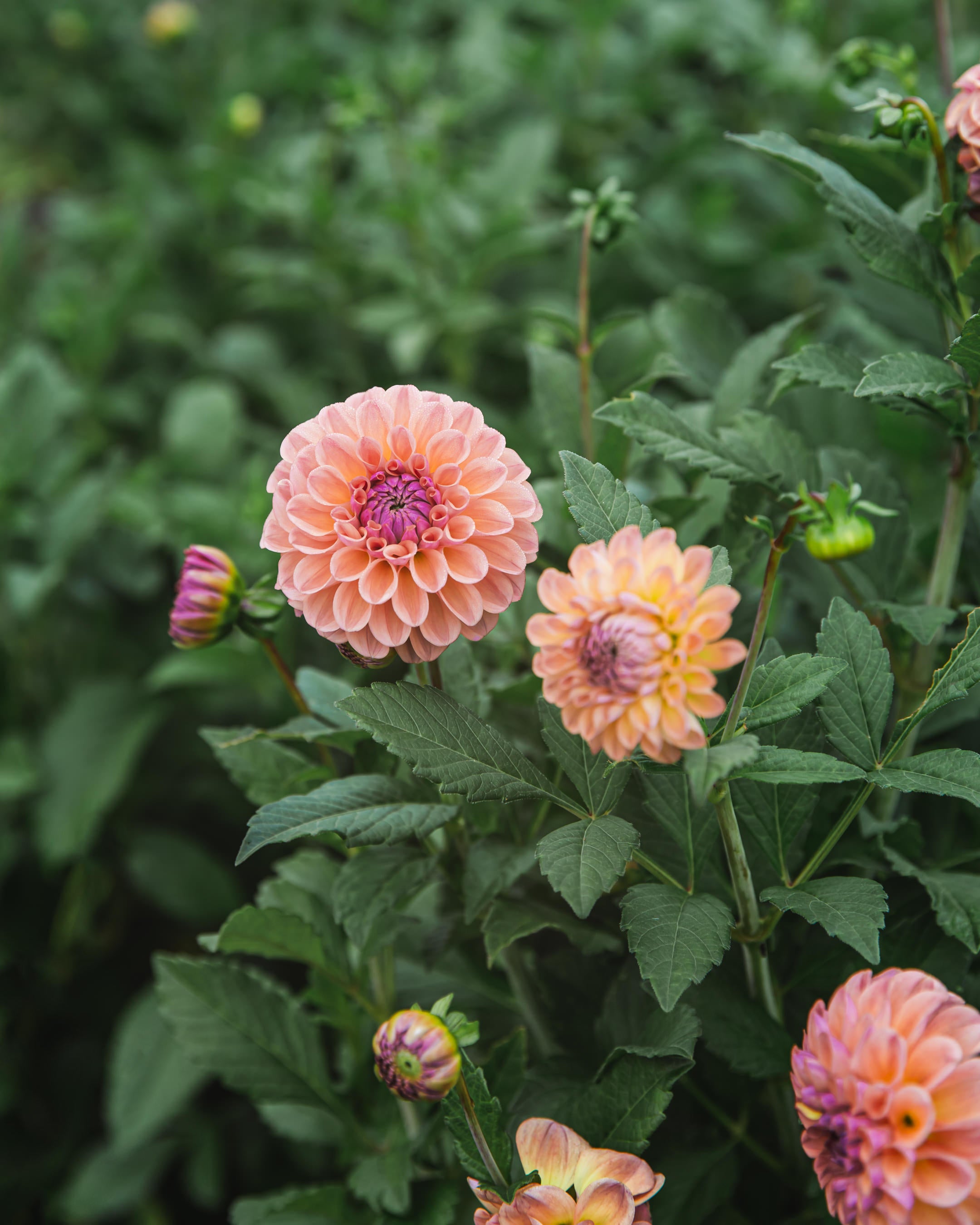 Dahlia Tuber Sale Chewy