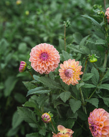 Dahlia Tuber Sale Chewy
