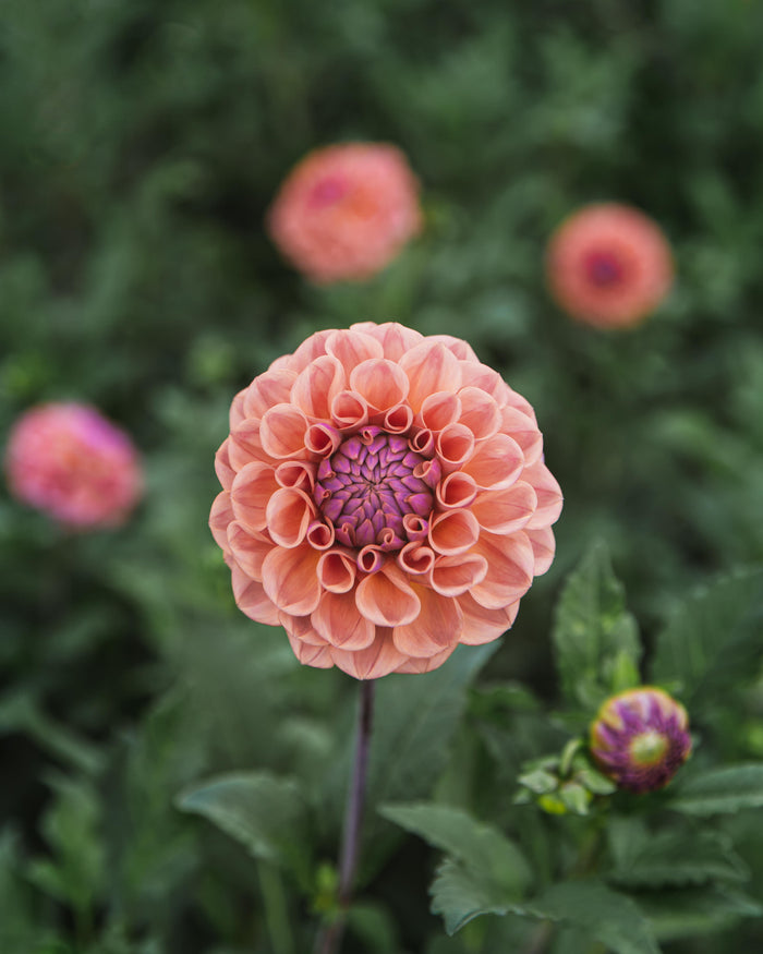 Dahlia Tuber Sale Chewy