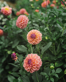 Dahlia Tuber Sale Chewy