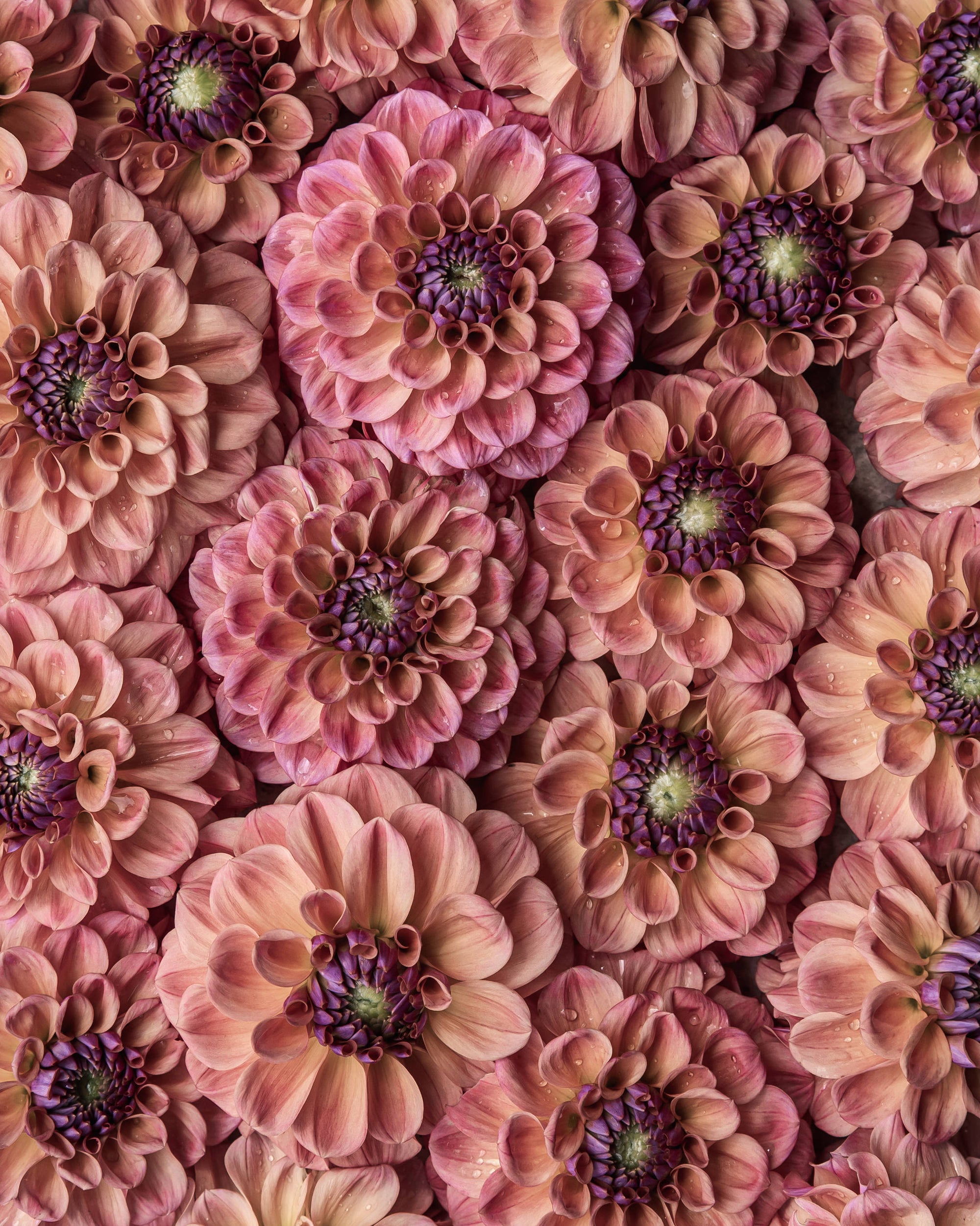 Dahlia Tuber Sale Chewy