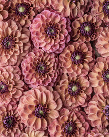 Dahlia Tuber Sale Chewy