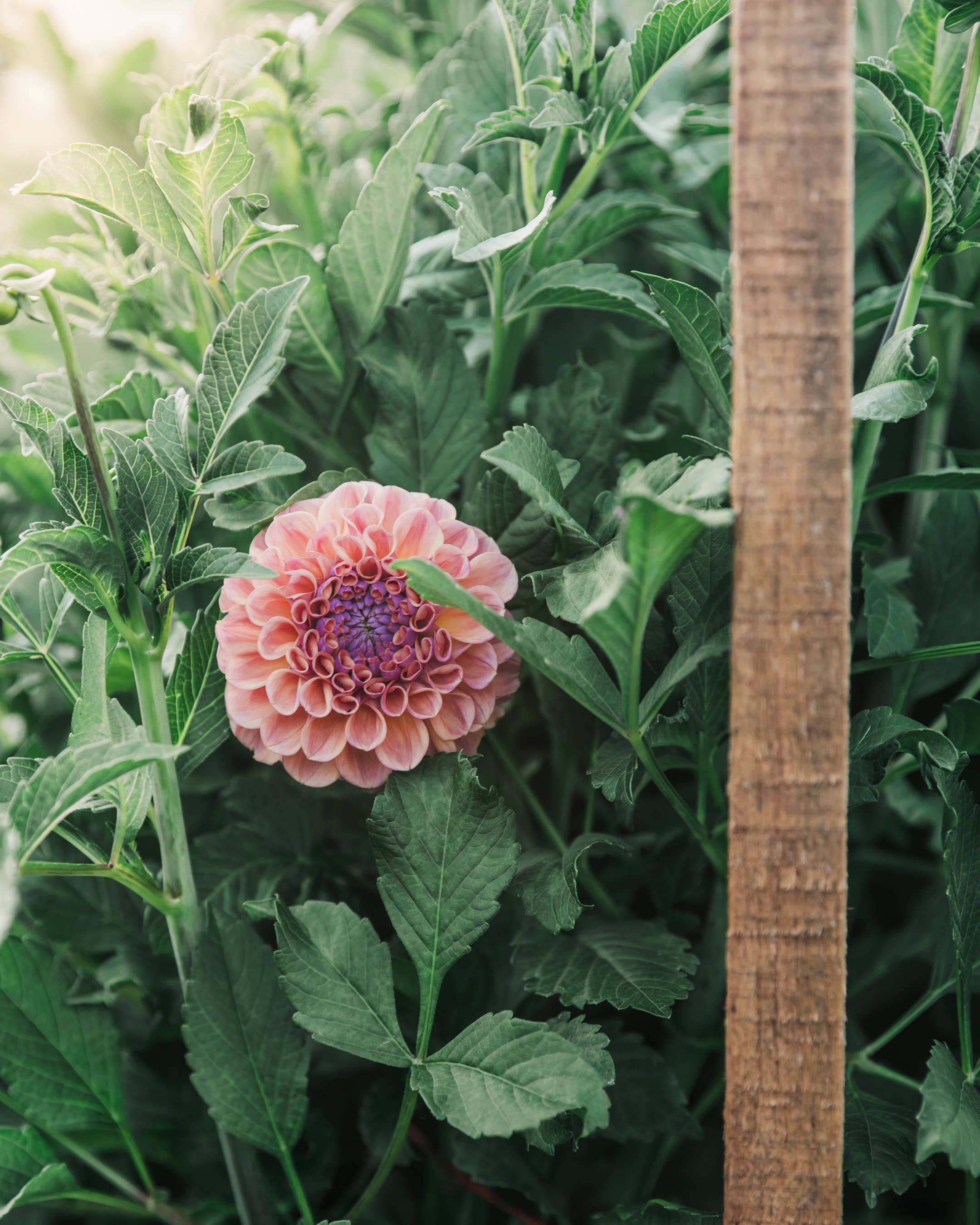 Dahlia Tuber Sale Chewy