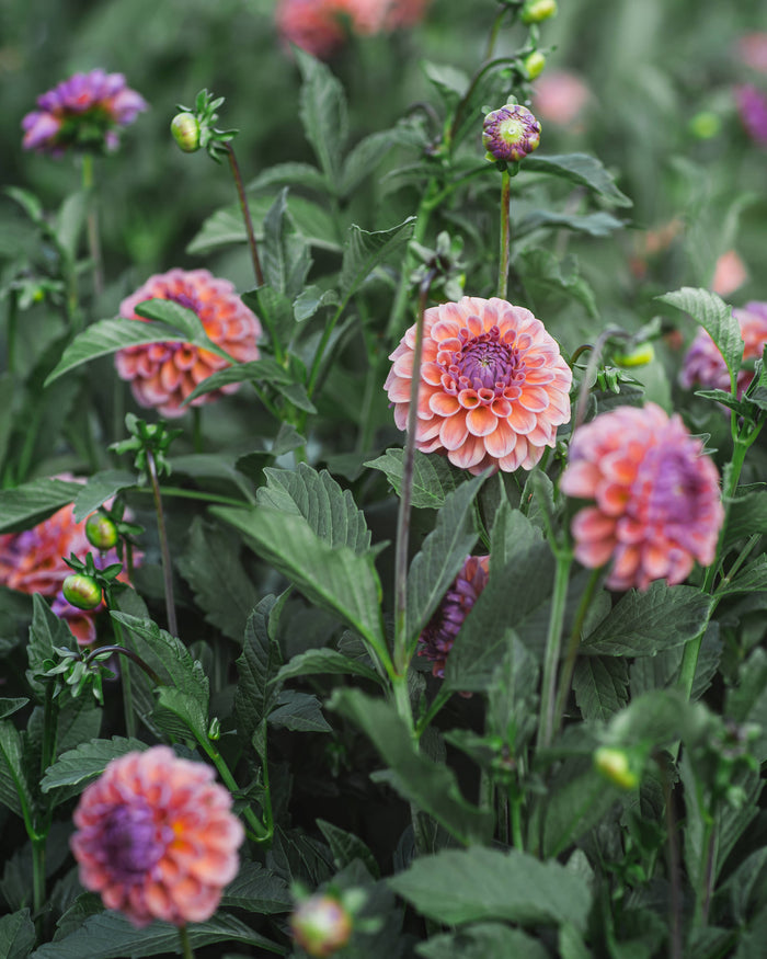 Dahlia Tuber Sale Chewy